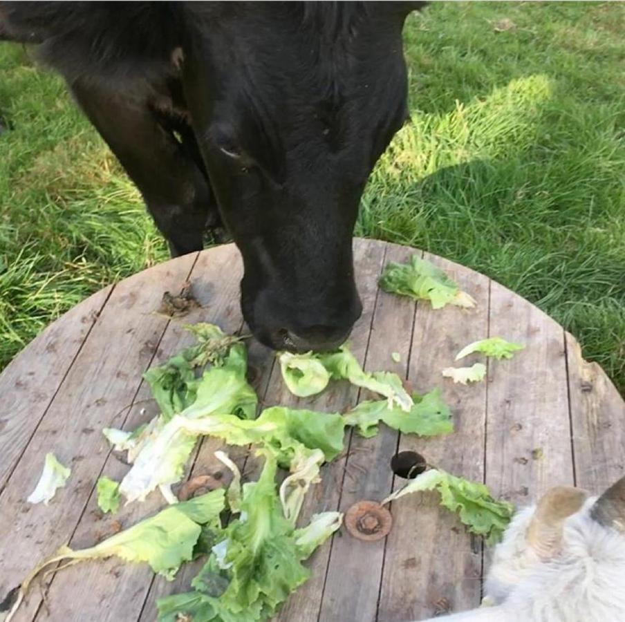 Gerkesklooster Onder De Boom Bed & Breakfast エクステリア 写真