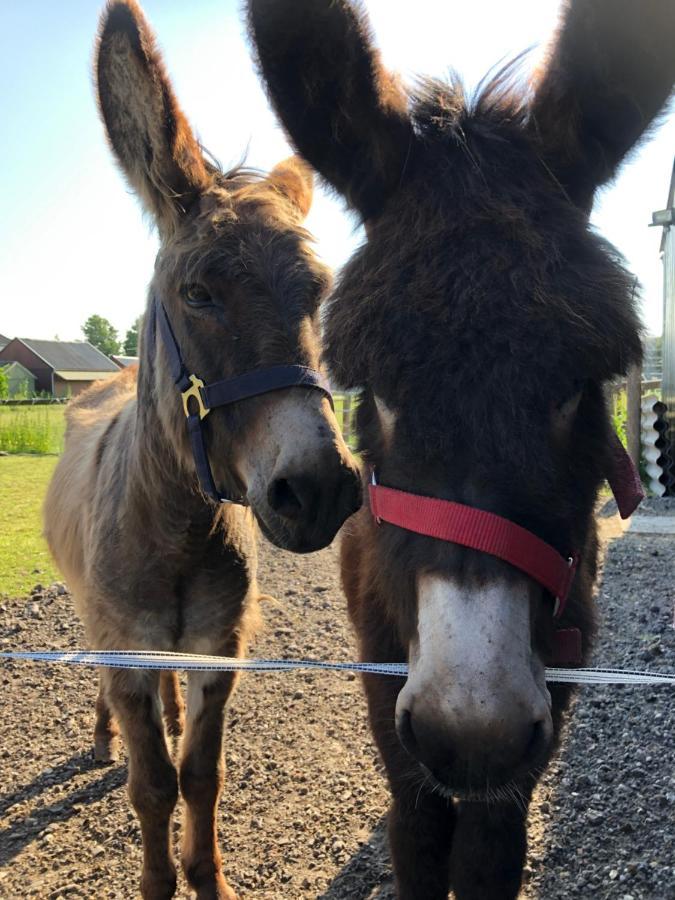 Gerkesklooster Onder De Boom Bed & Breakfast エクステリア 写真